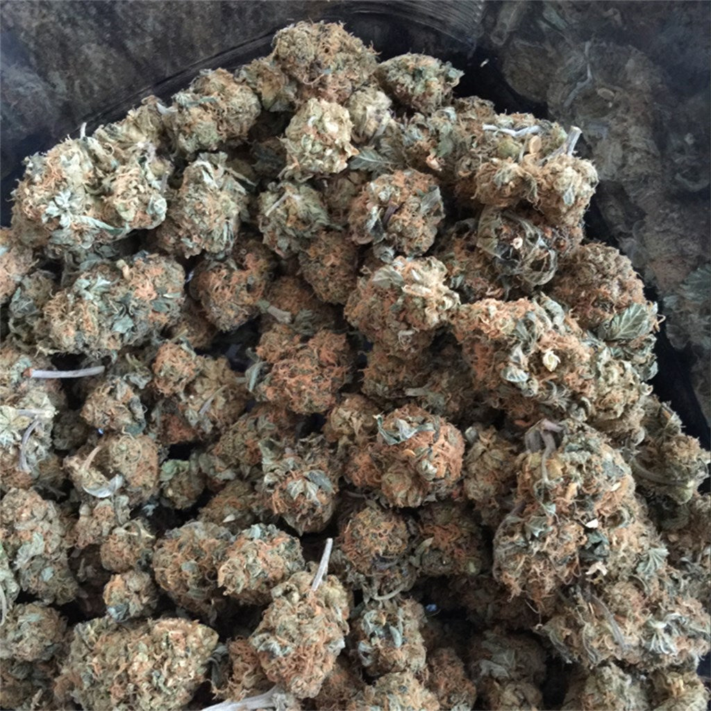 KC 36 marijuana strain flower with blueberry and grape flavor and sleepy / euphoric effects - Rare Harvest indica