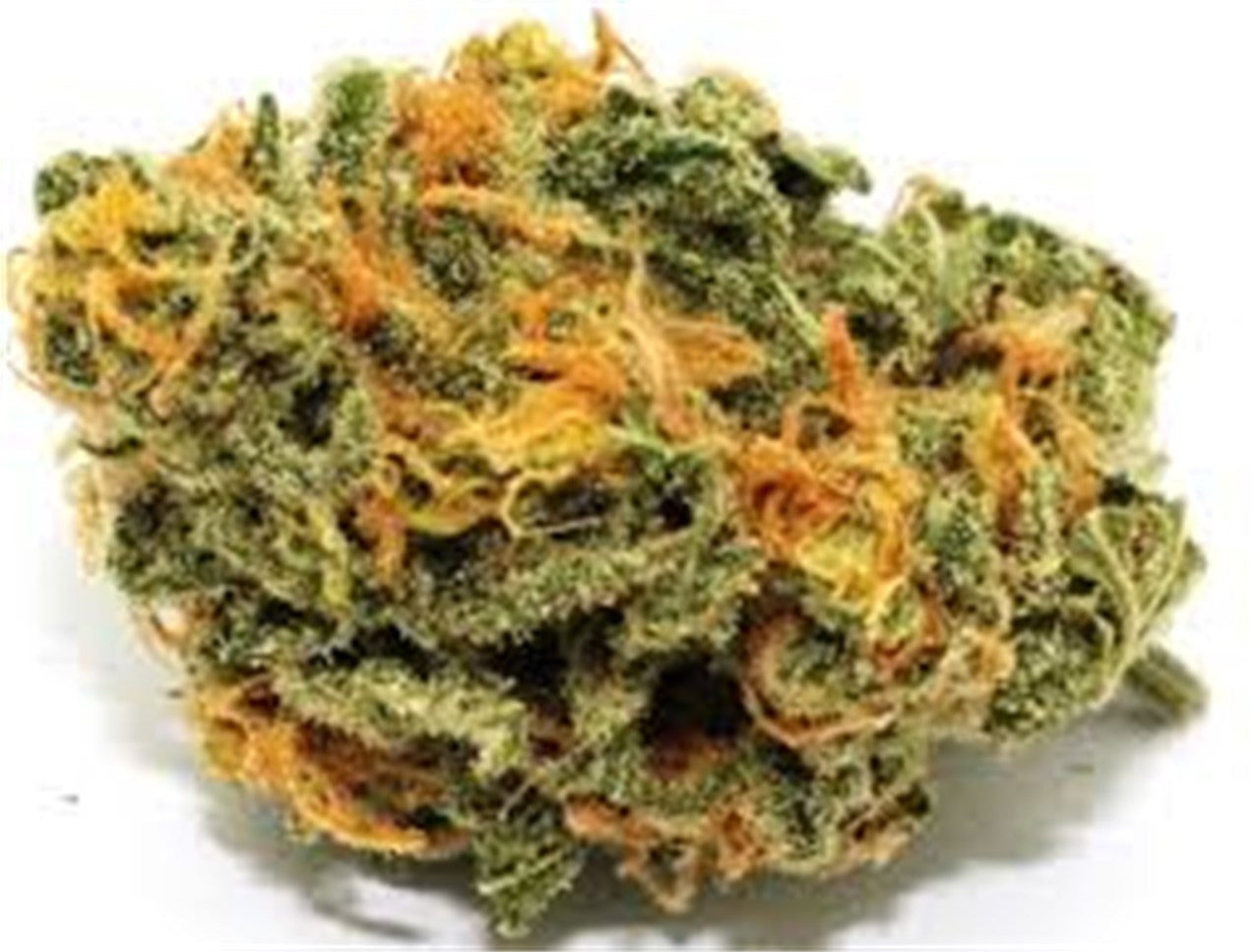 Kelly Hill Gold marijuana strain flower with coffee and pepper flavor and energetic / talkative effects - Rare Harvest indica