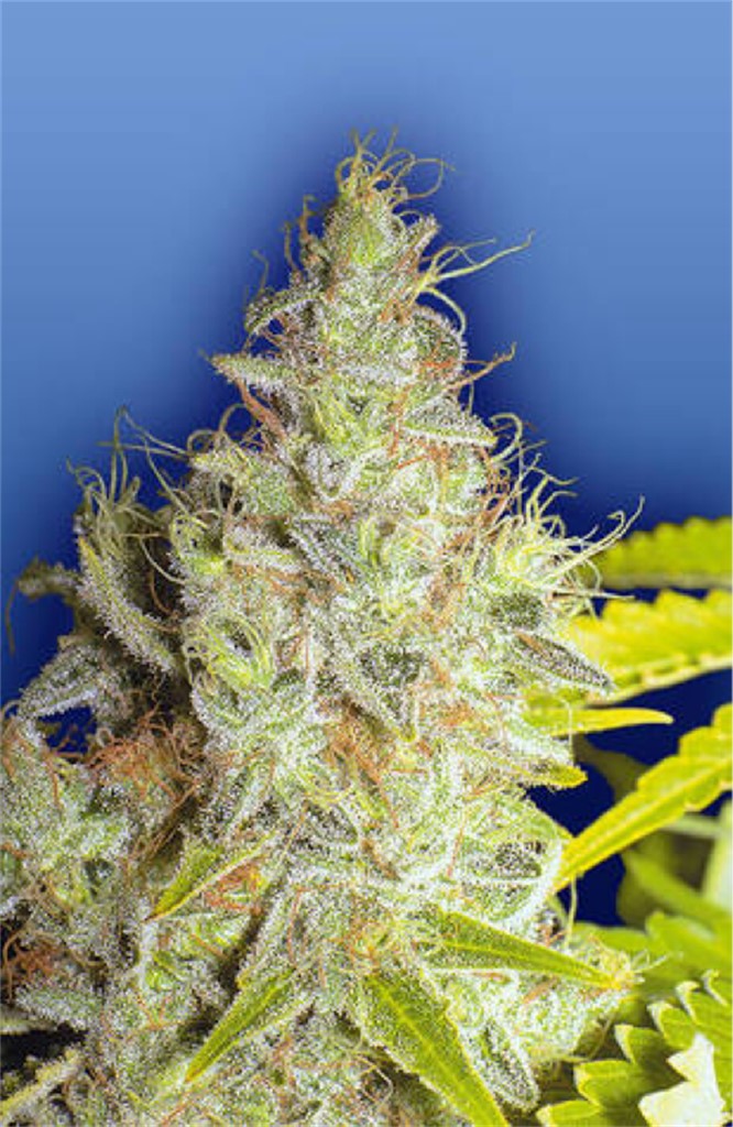 Kerala Krush marijuana strain flower with mango and sweet flavor and energetic / uplifted effects - Rare Harvest sativa