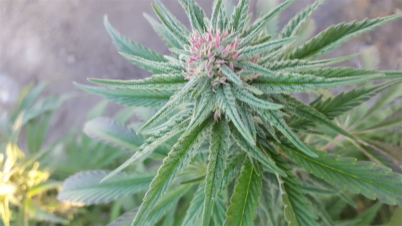 Key Lime Pie marijuana strain flower with lime and mint flavor and relaxed / happy effects - Rare Harvest hybrid