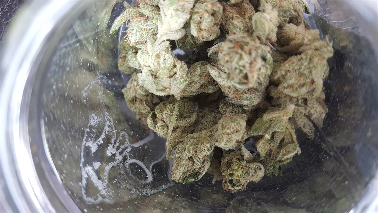 Khalifa Kush marijuana strain flower with pine and citrus flavor and relaxed / giggly effects - Rare Harvest hybrid