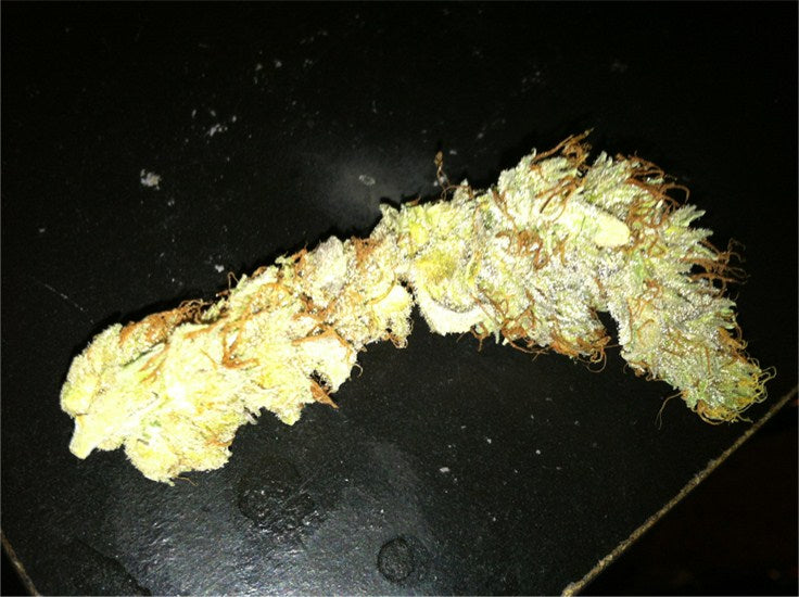 Khola marijuana strain flower with berry and sweet flavor and energetic / giggly effects - Rare Harvest hybrid