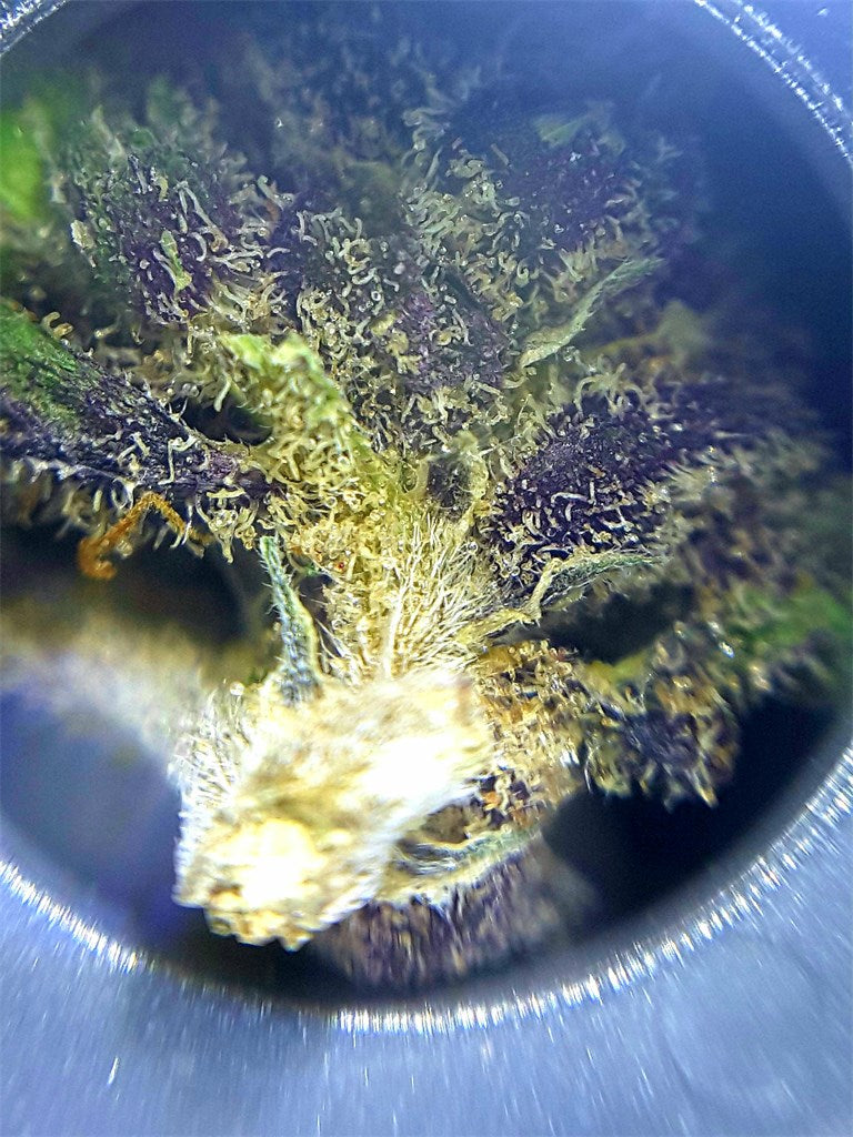 Kilimanjaro marijuana strain flower with pepper and tea flavor and energetic / focused effects - Rare Harvest sativa