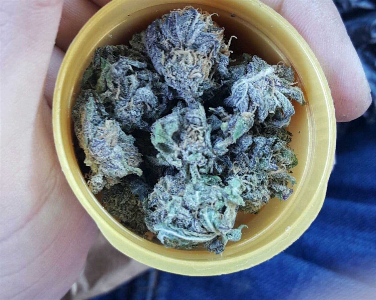 Killer Grape marijuana strain flower with grape and apricot flavor and focused / giggly effects - Rare Harvest hybrid