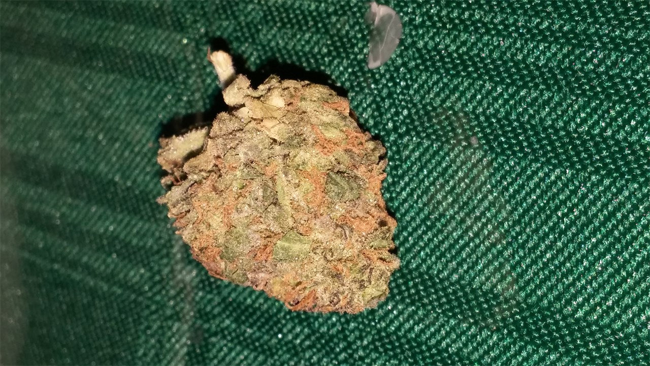 Killer Queen marijuana strain flower with butter and flowery flavor and creative / focused effects - Rare Harvest hybrid
