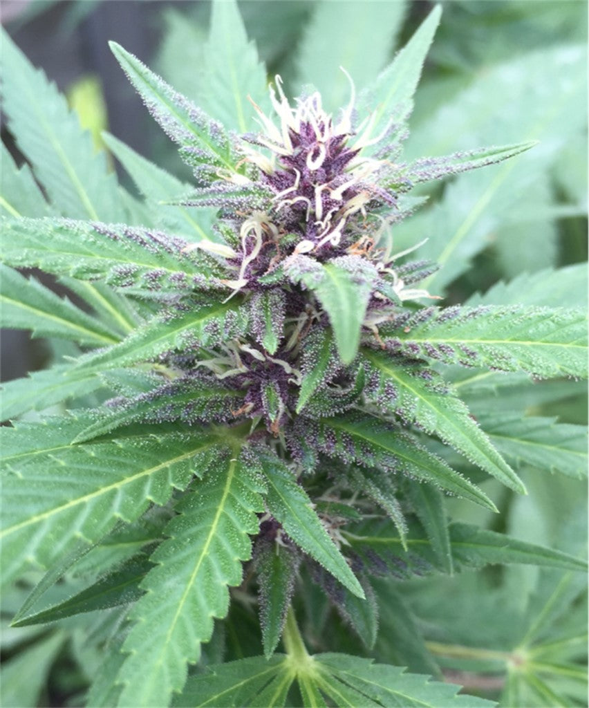 Killing Fields marijuana strain flower with lemon and coffee flavor and energetic / creative effects - Rare Harvest sativa