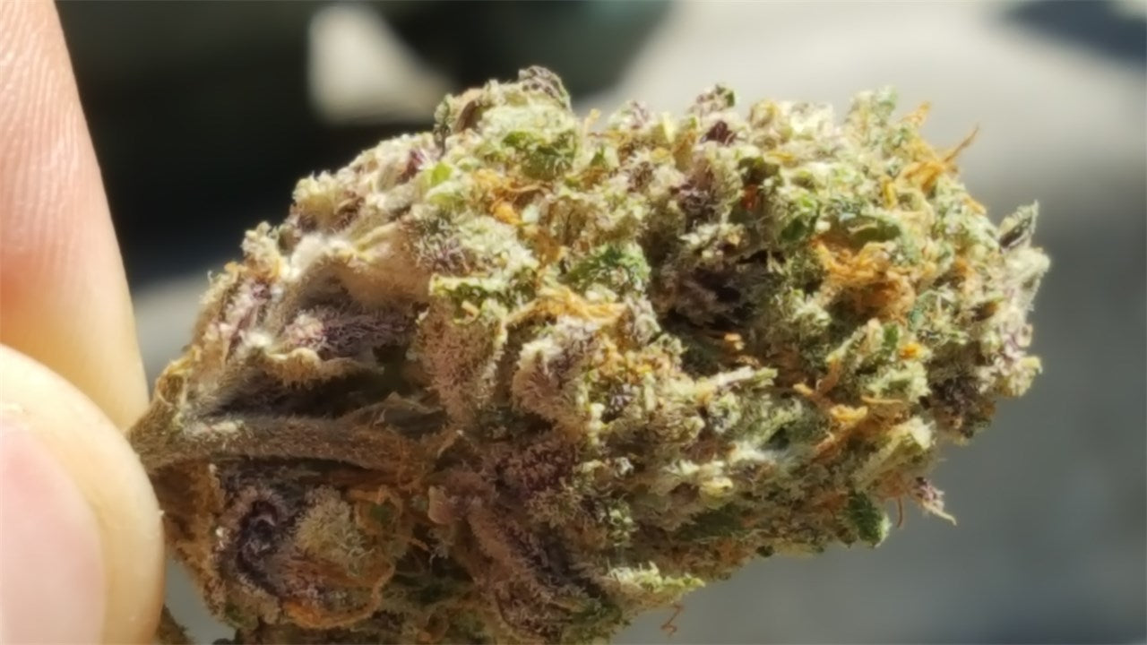 Disco Glitter marijuana strain flower with vanilla and berry flavor and uplifted / relaxed effects - Rare Harvest hybrid