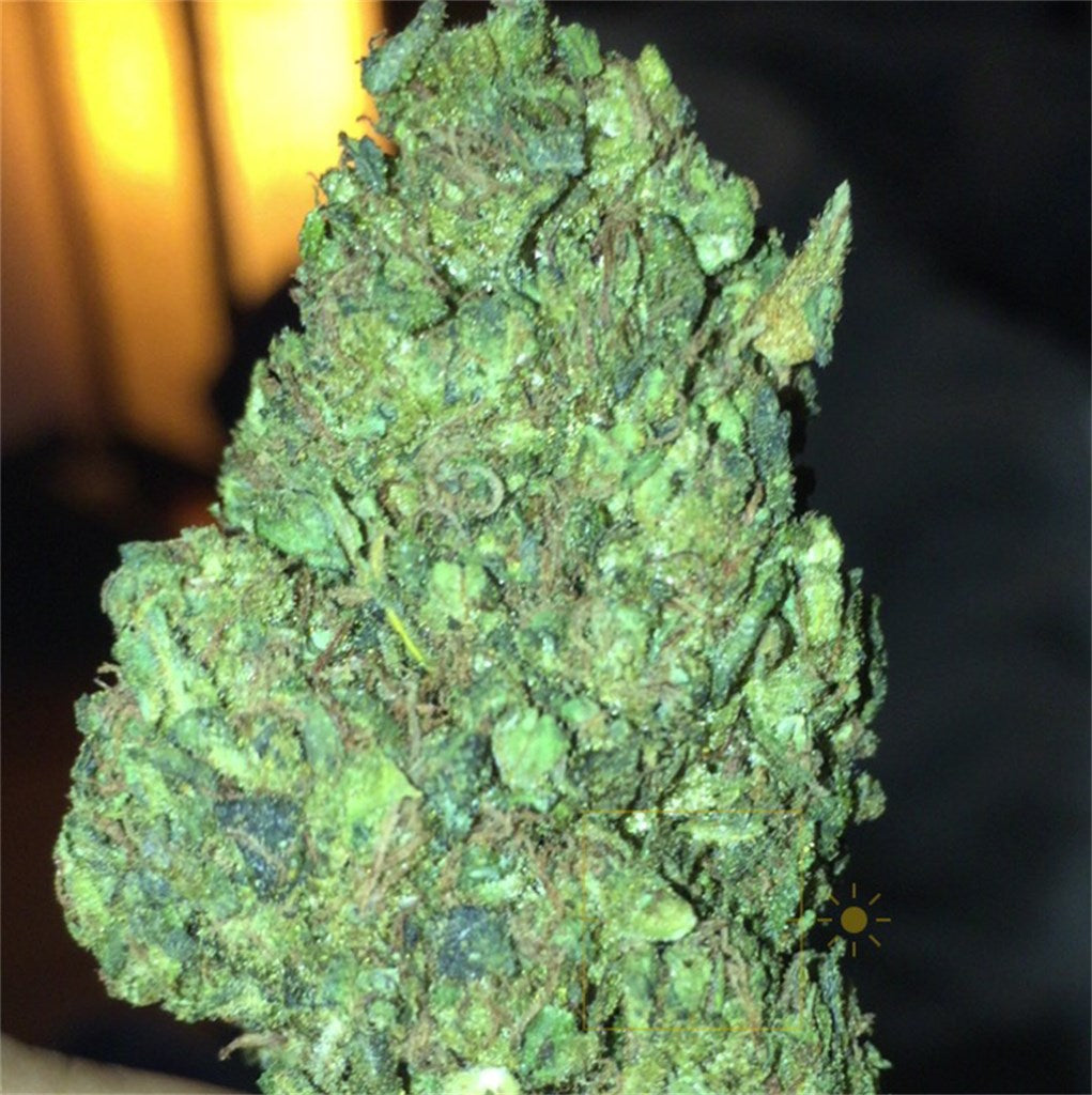 King's Bread marijuana strain flower with lemon and citrus flavor and creative / focused effects - Rare Harvest sativa