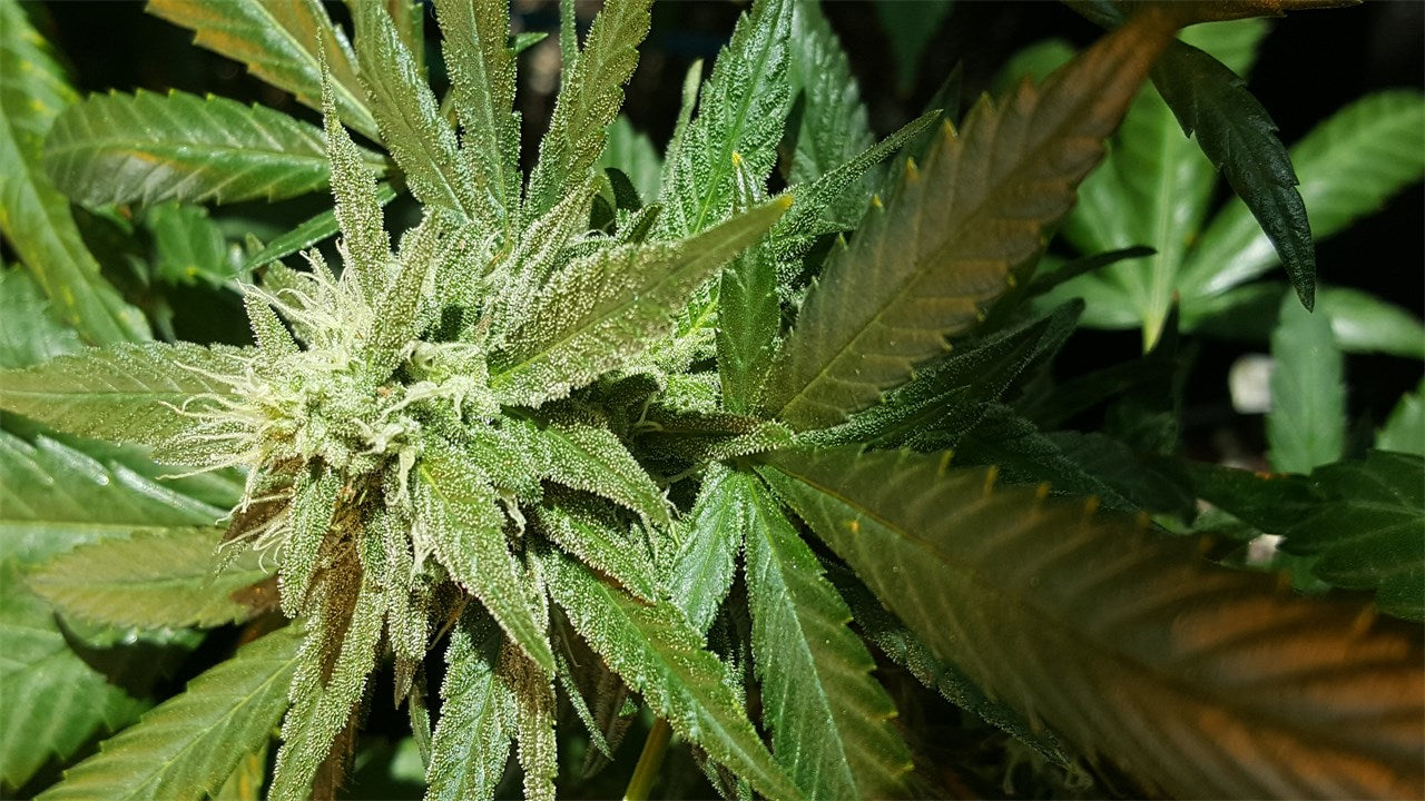 Kiwiskunk marijuana strain flower with berry and blueberry flavor and hungry / happy effects - Rare Harvest indica