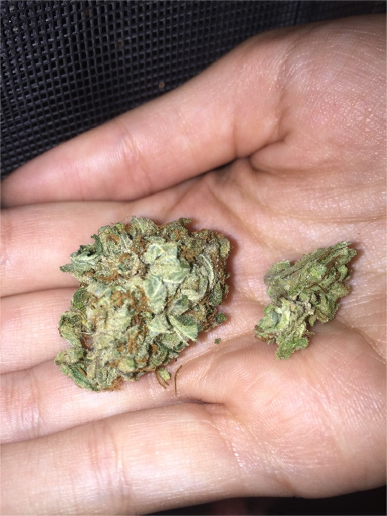 Kobain Kush marijuana strain flower with pungent and berry flavor and energetic / hungry effects - Rare Harvest indica