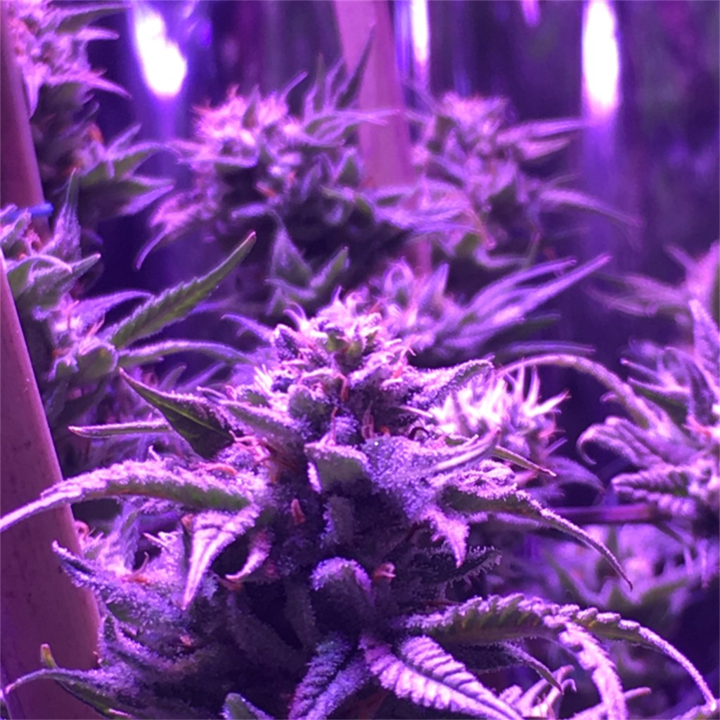 Kong marijuana strain flower with earthy and diesel flavor and tingly / relaxed effects - Rare Harvest hybrid
