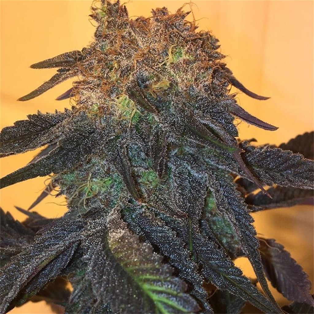 Kool-Aid Smile marijuana strain flower with grape and berry flavor and energetic / creative effects - Rare Harvest indica