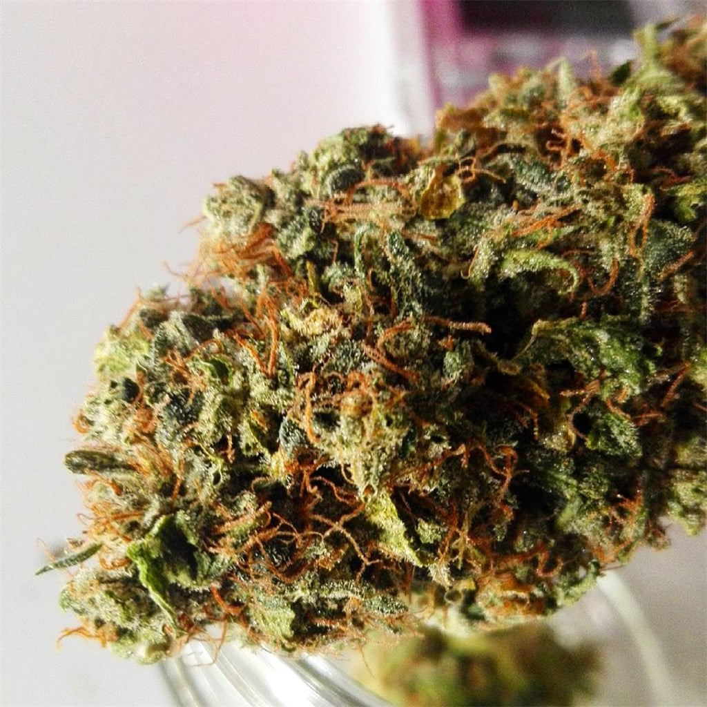 Kosher Kush marijuana strain flower with earthy and pungent flavor and sleepy / relaxed effects - Rare Harvest indica