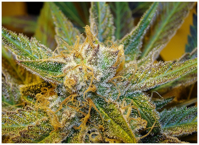 Krakatoa marijuana strain flower and energetic / uplifted effects - Rare Harvest hybrid