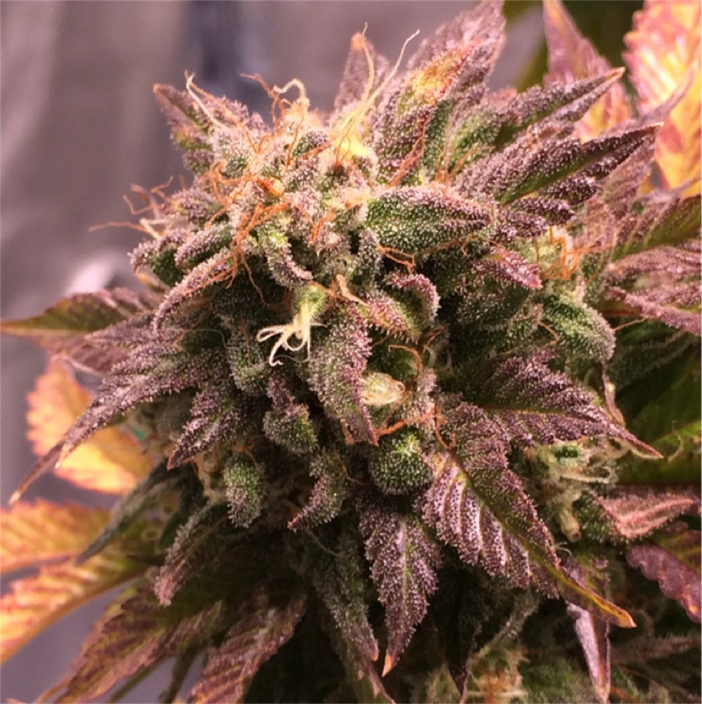 Kraken marijuana strain flower with butter and blue cheese flavor and sleepy / relaxed effects - Rare Harvest indica