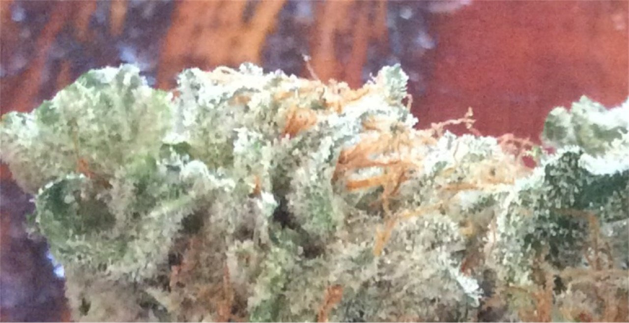 Krishna Kush marijuana strain flower with berry and blueberry flavor and sleepy / relaxed effects - Rare Harvest indica