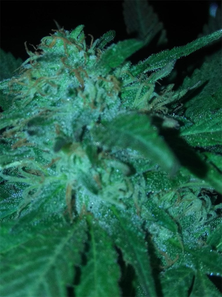 Kryptonite marijuana strain flower with sweet and pungent flavor and sleepy / relaxed effects - Rare Harvest indica