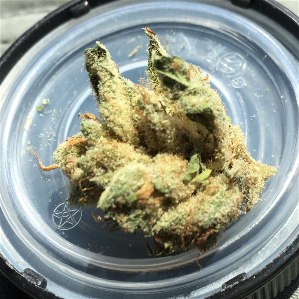 Kuchi marijuana strain flower with cheese and mango flavor and energetic / aroused effects - Rare Harvest hybrid