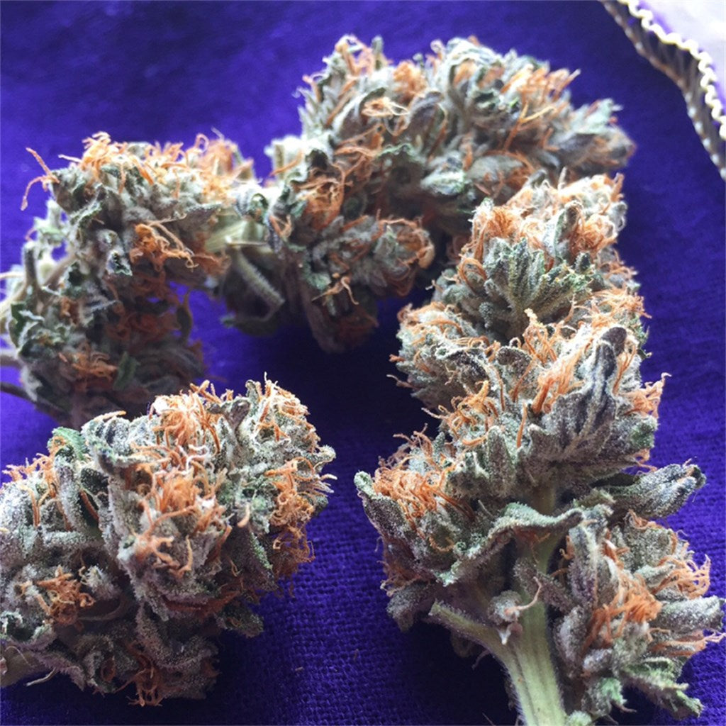 Kurple Fantasy marijuana strain flower with grape and berry flavor and euphoric / relaxed effects - Rare Harvest hybrid