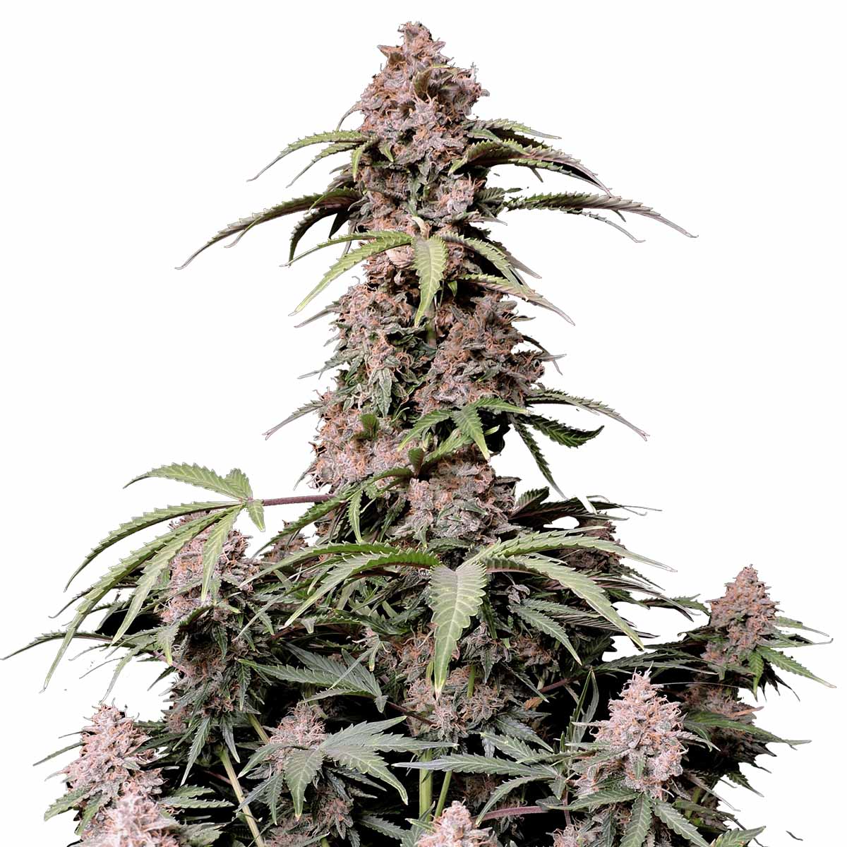 Amnesia Zkittlez Auto marijuana strain flower with blueberry and apple flavor and focused / sleepy effects - Rare Harvest hybrid