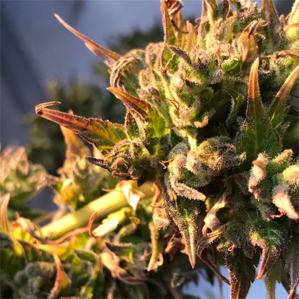 L.A. Sunshine marijuana strain flower with earthy and citrus flavor and energetic / uplifted effects - Rare Harvest hybrid