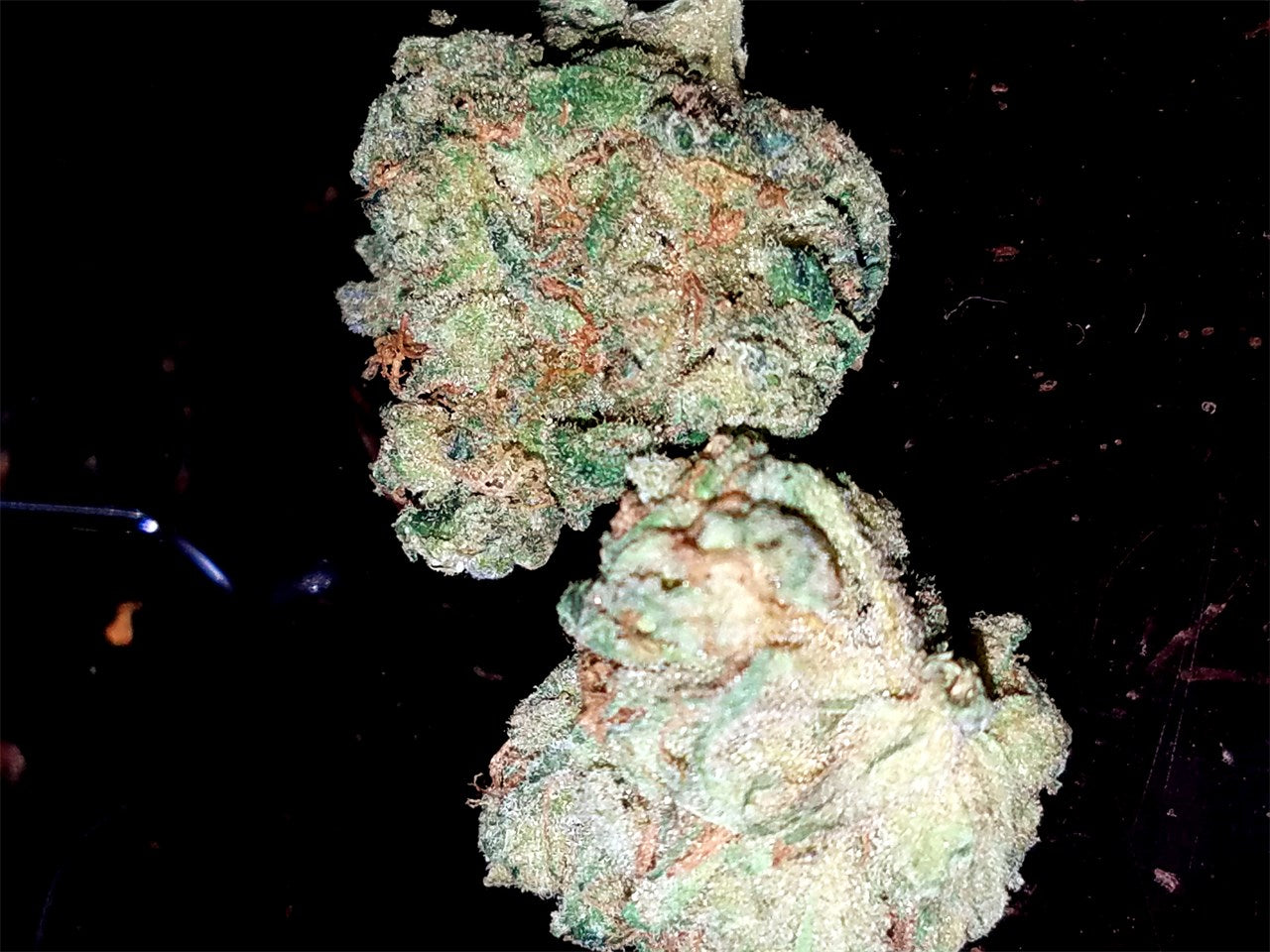 LA Confidential marijuana strain flower with pine and skunk flavor and sleepy / relaxed effects - Rare Harvest indica