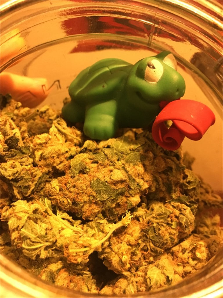 LA Jack marijuana strain flower with blueberry and pineapple flavor and creative / euphoric effects - Rare Harvest hybrid