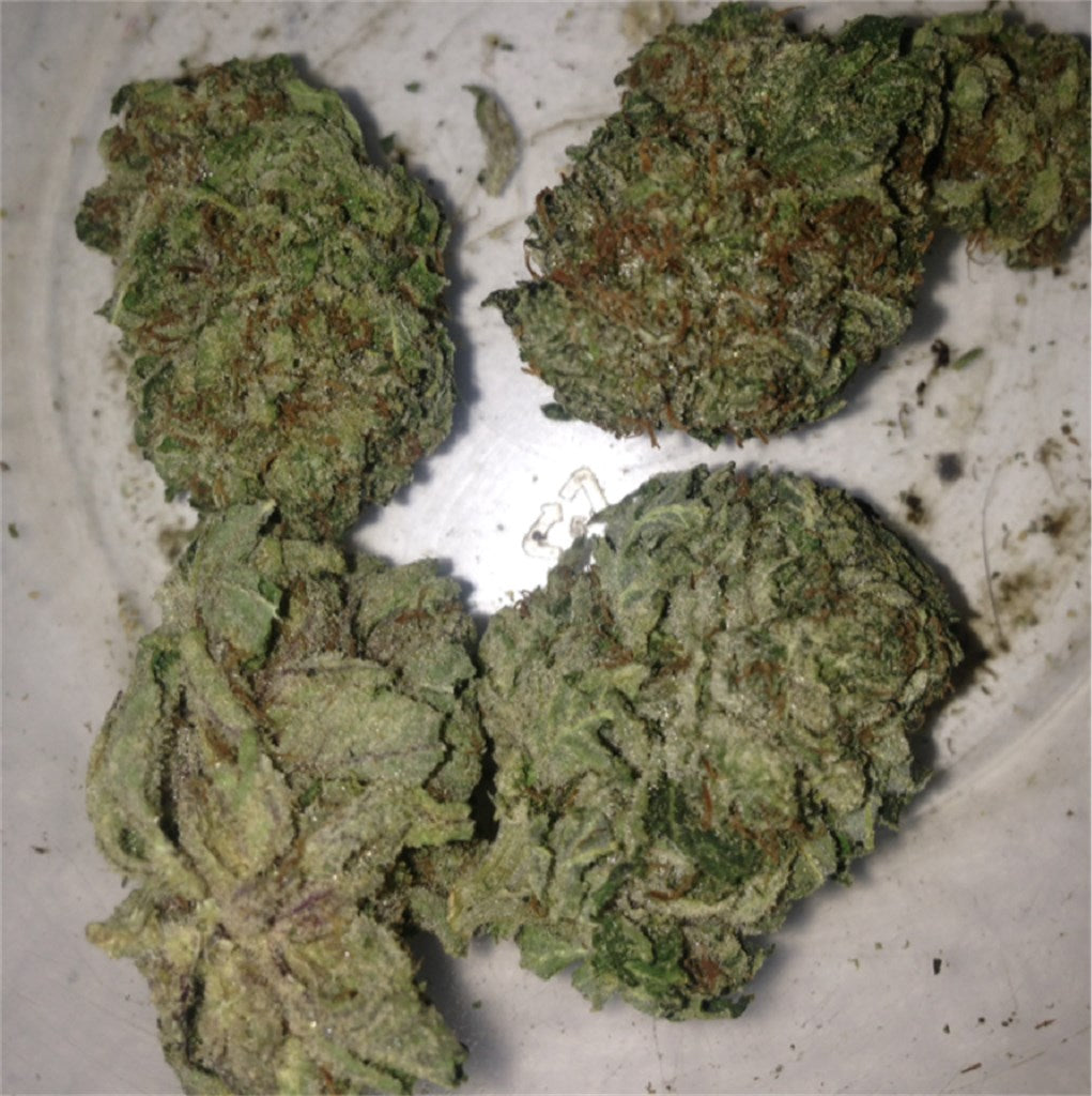 LA Kush marijuana strain flower with menthol and nutty flavor and relaxed / talkative effects - Rare Harvest hybrid