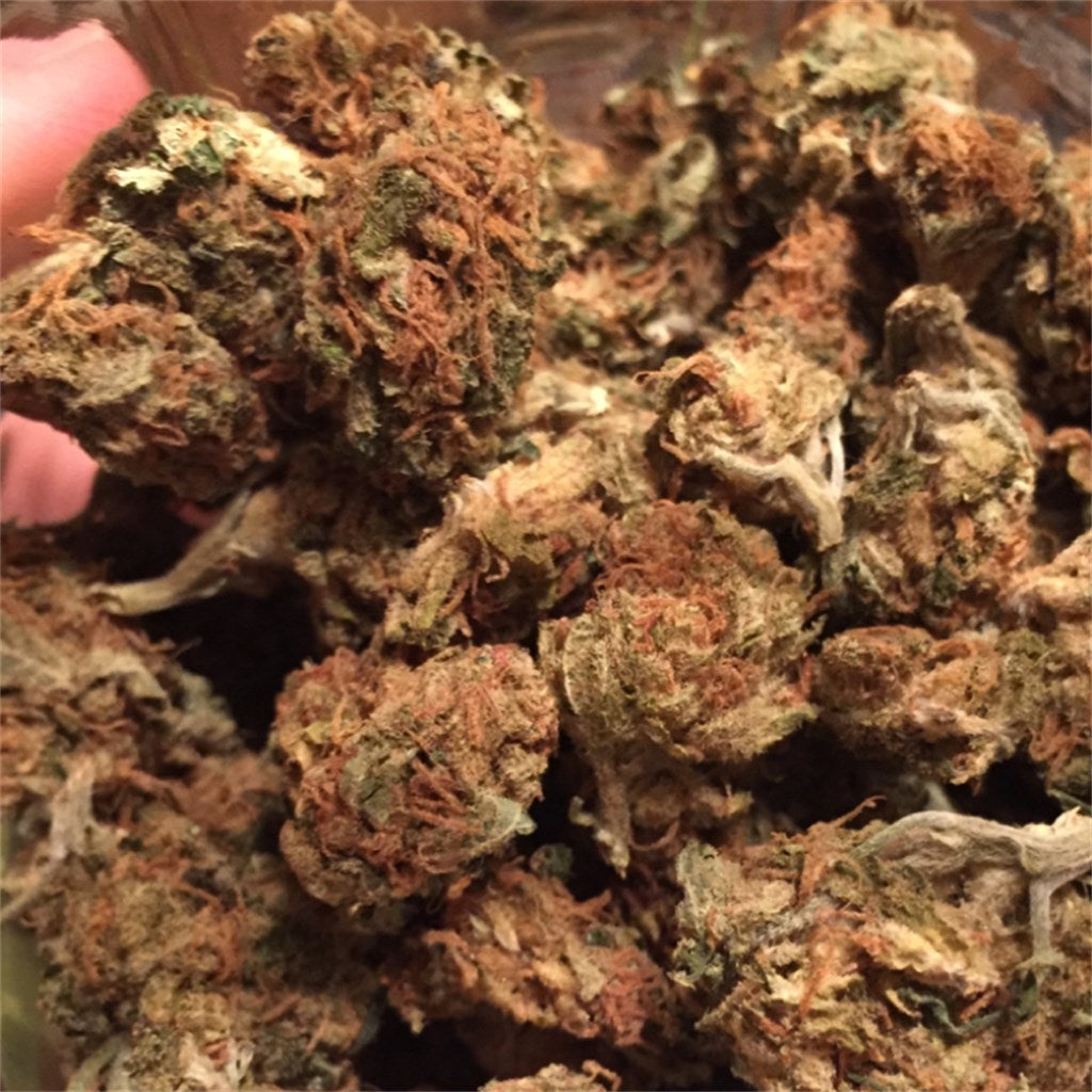 LA Woman marijuana strain flower with pine and earthy flavor and relaxed / euphoric effects - Rare Harvest hybrid