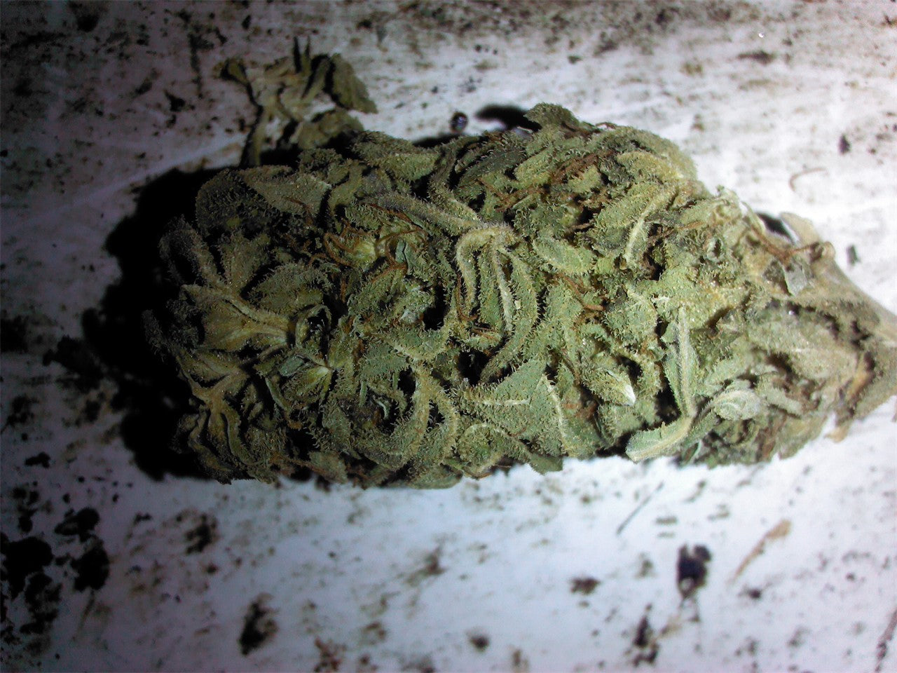 Ladyburn 1974 marijuana strain flower with ammonia and pepper flavor and creative / energetic effects - Rare Harvest hybrid