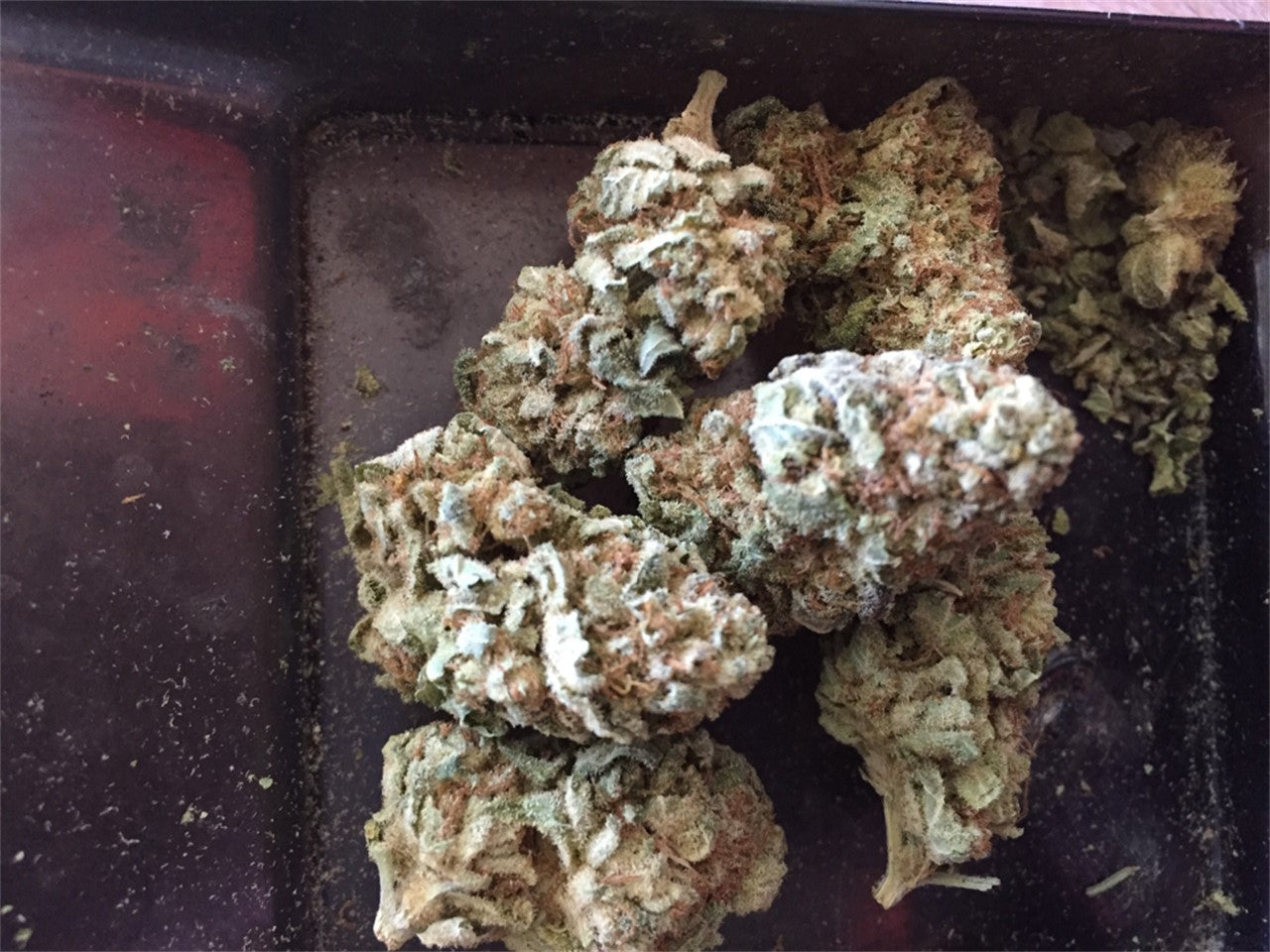 Lashkar Gah marijuana strain flower with earthy and berry flavor and sleepy / relaxed effects - Rare Harvest indica