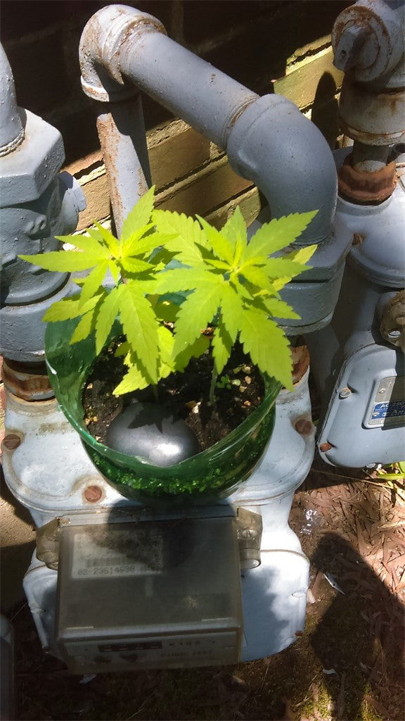 Le Silver Royale marijuana strain flower and uplifted / energetic effects - Rare Harvest hybrid