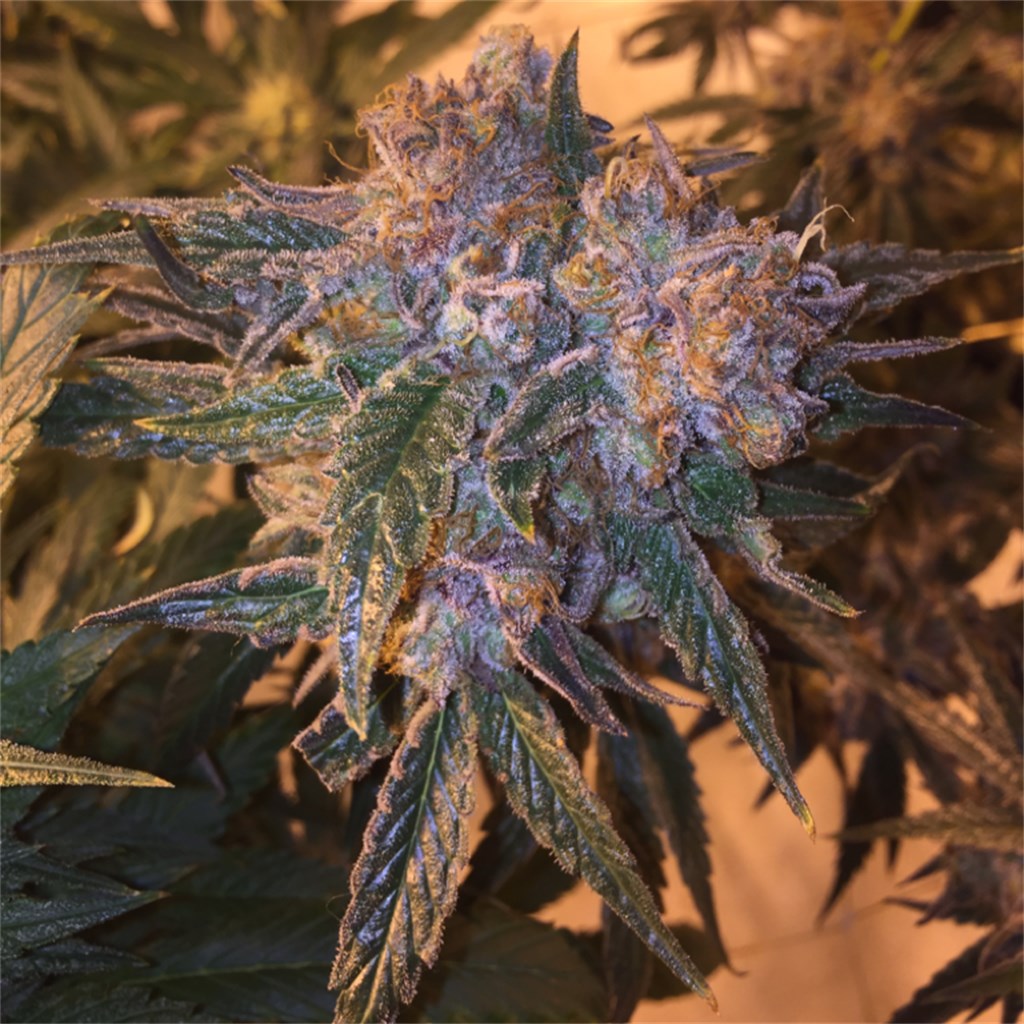 Lemon Alien Dawg marijuana strain flower with lemon and citrus flavor and relaxed / euphoric effects - Rare Harvest hybrid