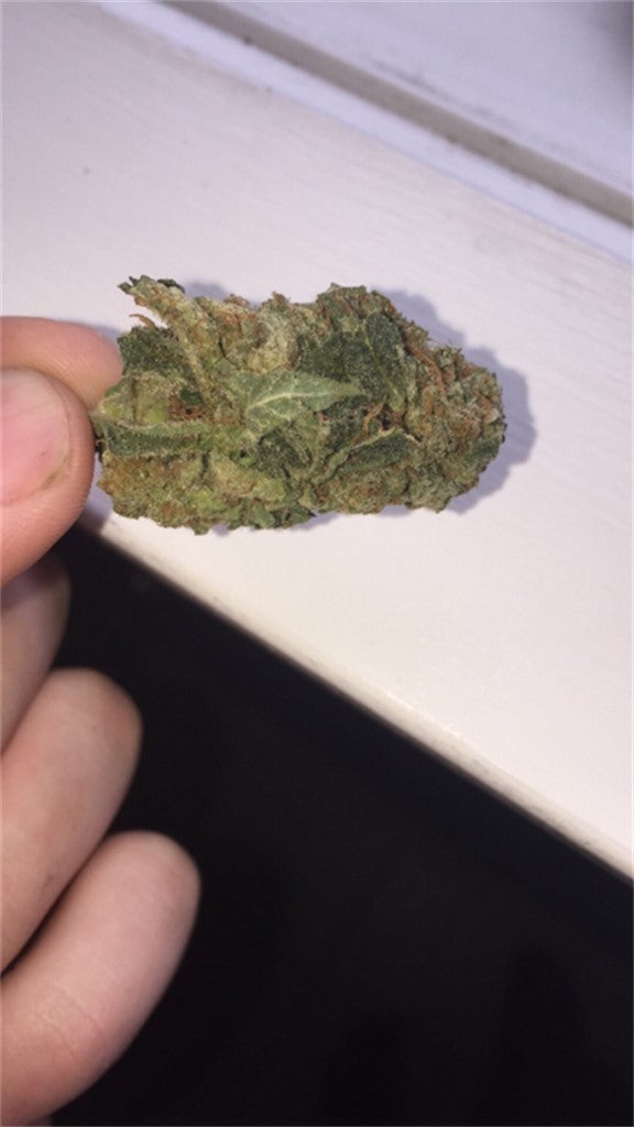Lemon Daddy marijuana strain flower with sage and lemon flavor and focused / energetic effects - Rare Harvest hybrid