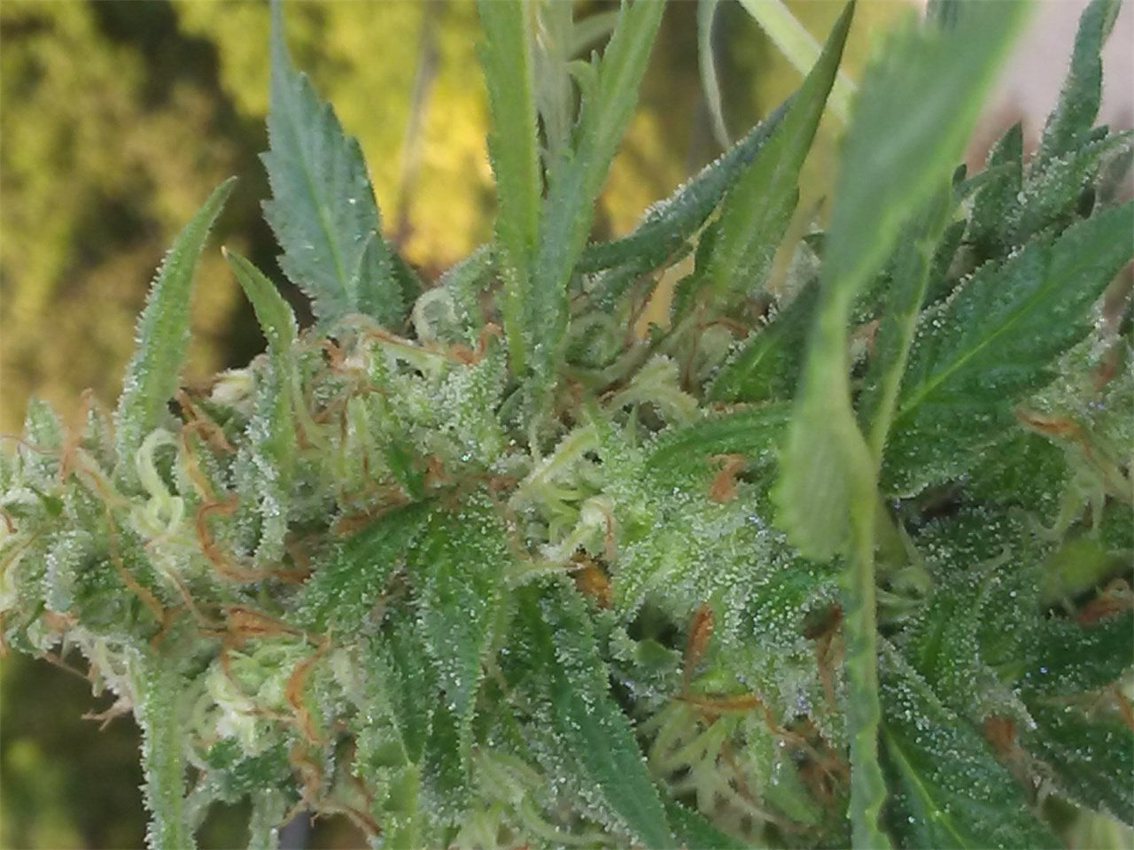 Lemon Drop marijuana strain flower with lemon and citrus flavor and giggly / focused effects - Rare Harvest hybrid