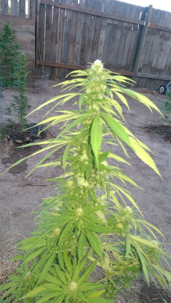 Lemon Fire marijuana strain flower with lemon and apple flavor and energetic / creative effects - Rare Harvest hybrid