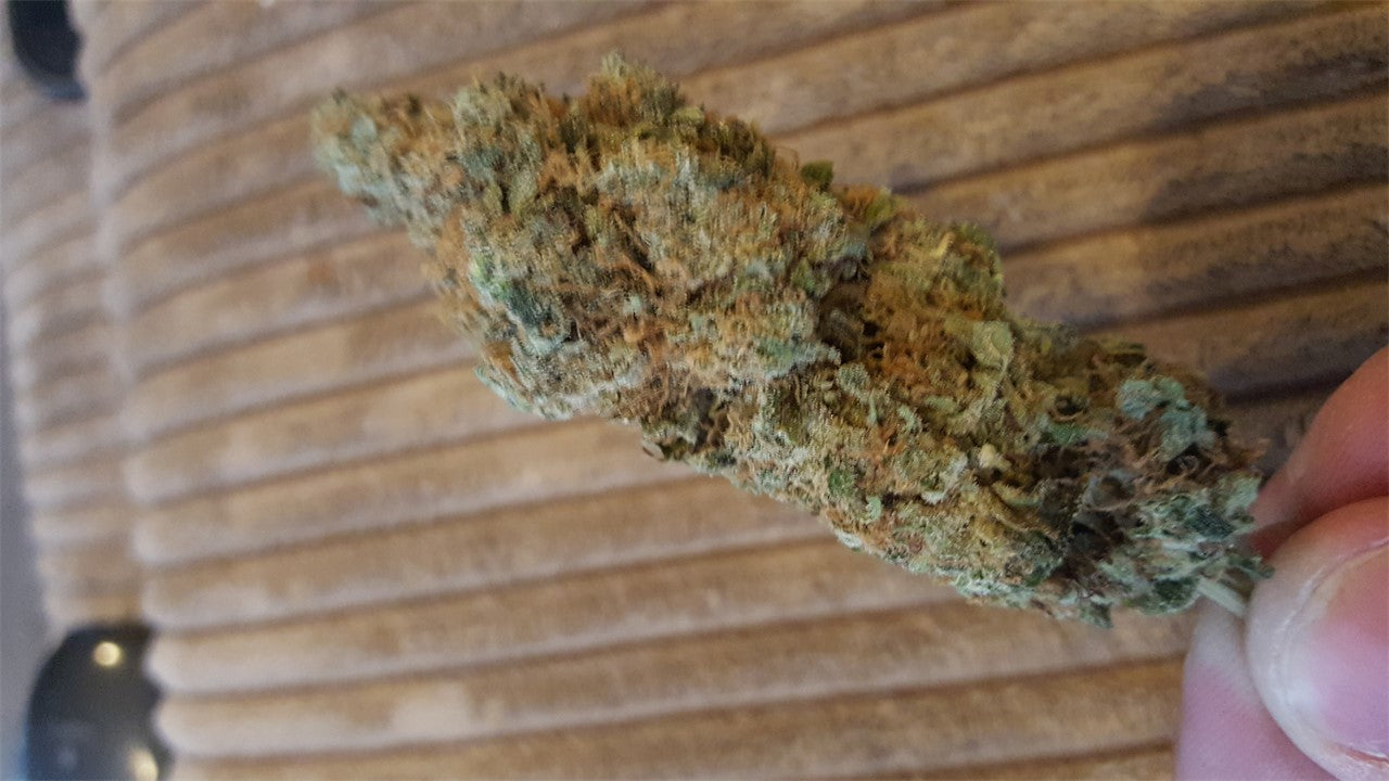 Lemon Marmalade marijuana strain flower with lemon and diesel flavor and uplifted / energetic effects - Rare Harvest hybrid