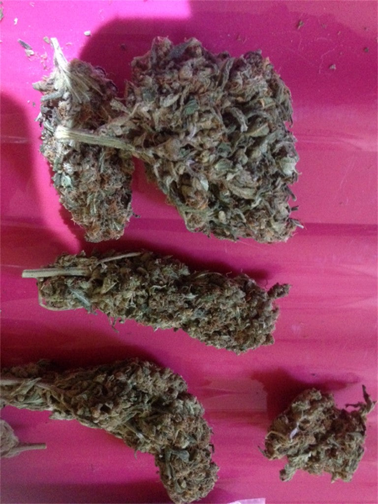 Lemon Sativa marijuana strain flower with lemon and citrus flavor and focused / creative effects - Rare Harvest sativa
