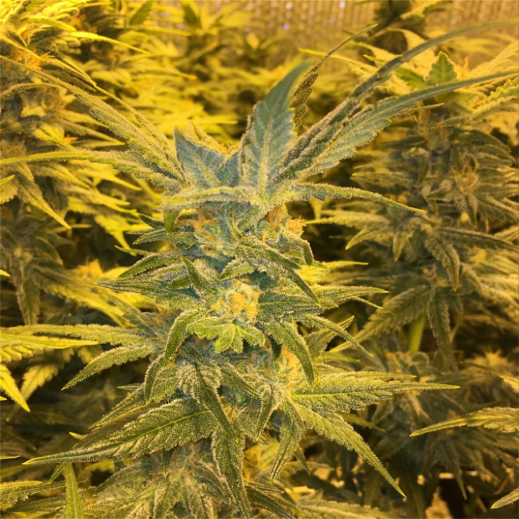 Lemonberry marijuana strain flower with lemon and berry flavor and giggly / tingly effects - Rare Harvest hybrid