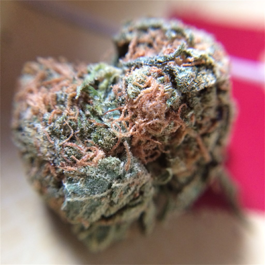 Lime Green Skunk marijuana strain flower with lime and citrus flavor and uplifted / focused effects - Rare Harvest hybrid
