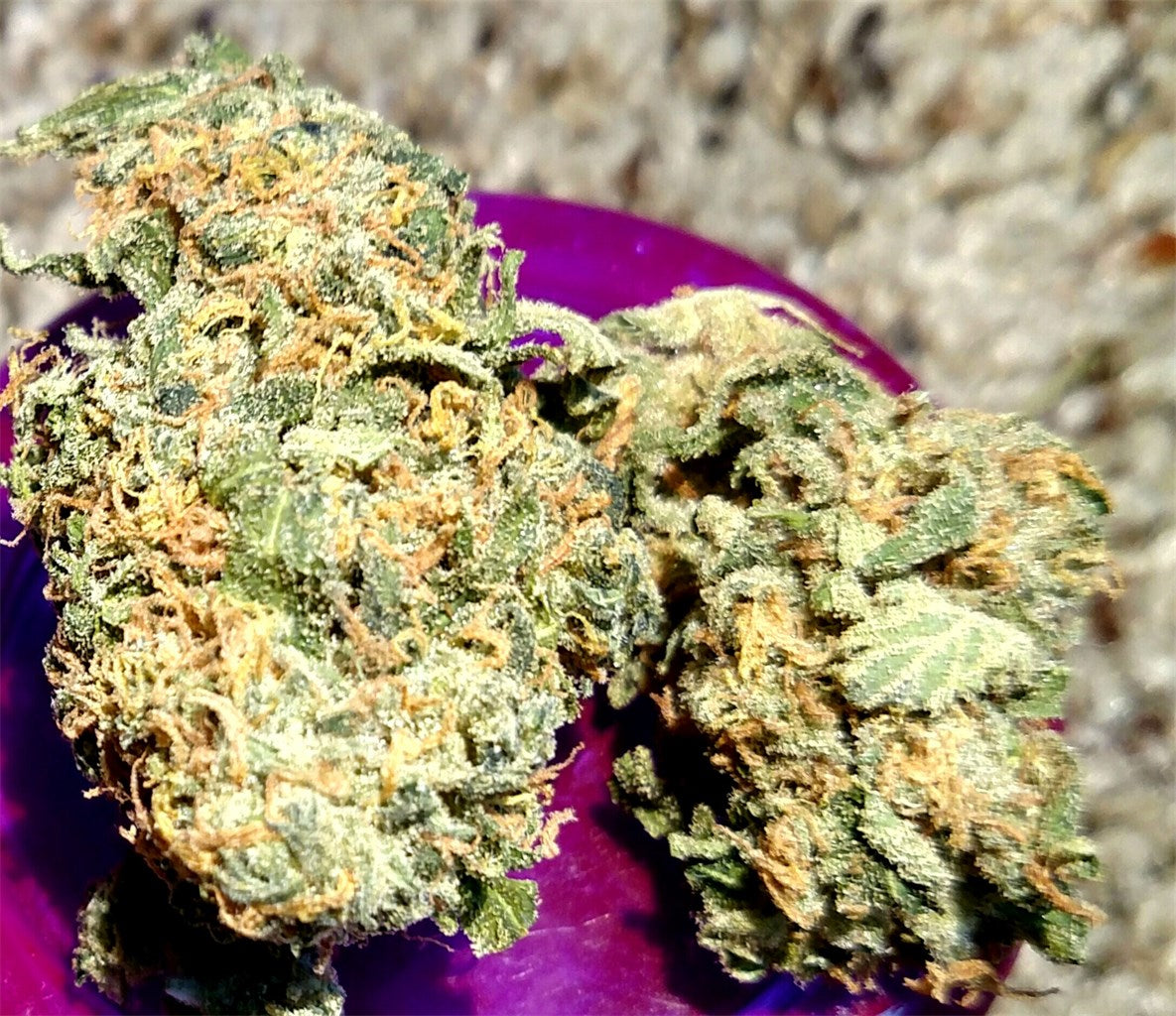 Lime Skunk marijuana strain flower with lime and skunk flavor and energetic / focused effects - Rare Harvest sativa