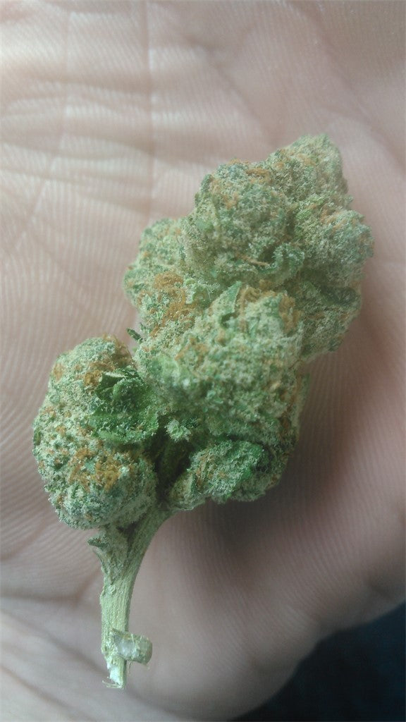 Limon marijuana strain flower with lemon and lime flavor and creative / energetic effects - Rare Harvest sativa