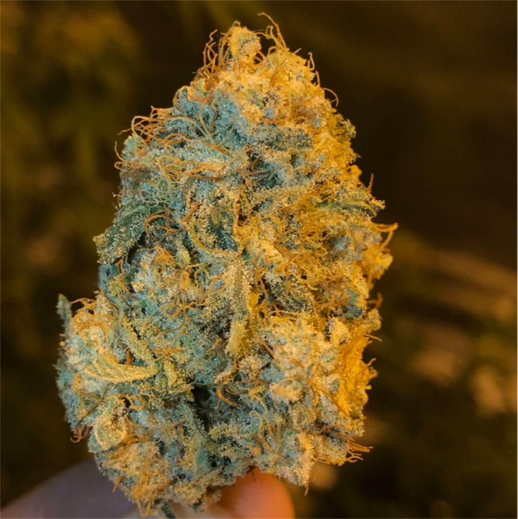 Locktite marijuana strain flower with diesel and citrus flavor and relaxed / happy effects - Rare Harvest hybrid