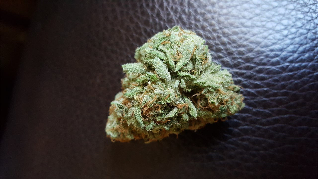 Longbottom Leaf marijuana strain flower with diesel and cheese flavor and energetic / euphoric effects - Rare Harvest hybrid
