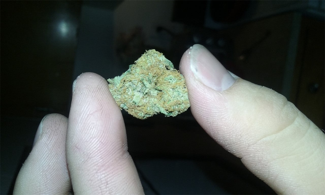 Lost Coast marijuana strain flower with citrus and lemon flavor and uplifted / relaxed effects - Rare Harvest hybrid