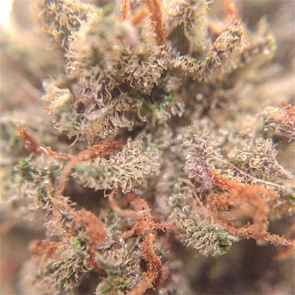Love Potion #9 marijuana strain flower with honey and sweet flavor and giggly / relaxed effects - Rare Harvest indica