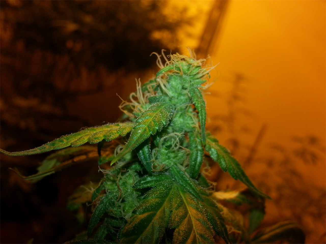 Lowryder marijuana strain flower with pine and woody flavor and uplifted / relaxed effects - Rare Harvest hybrid