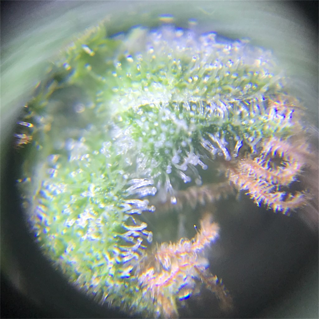 LSD marijuana strain flower with skunk and earthy flavor and euphoric / tingly effects - Rare Harvest hybrid