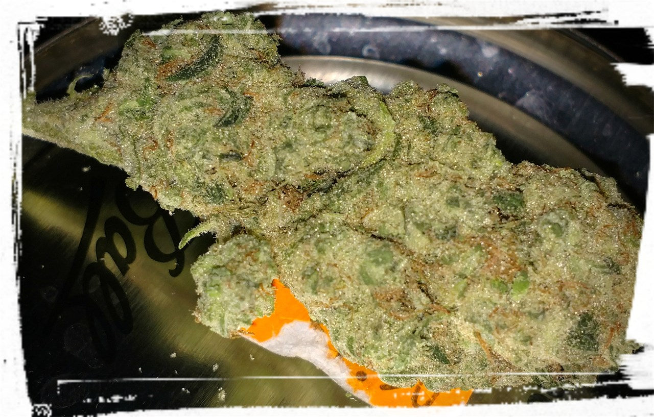 Bodhi's Charms marijuana strain flower with tree fruit and apricot flavor and focused / relaxed effects - Rare Harvest hybrid