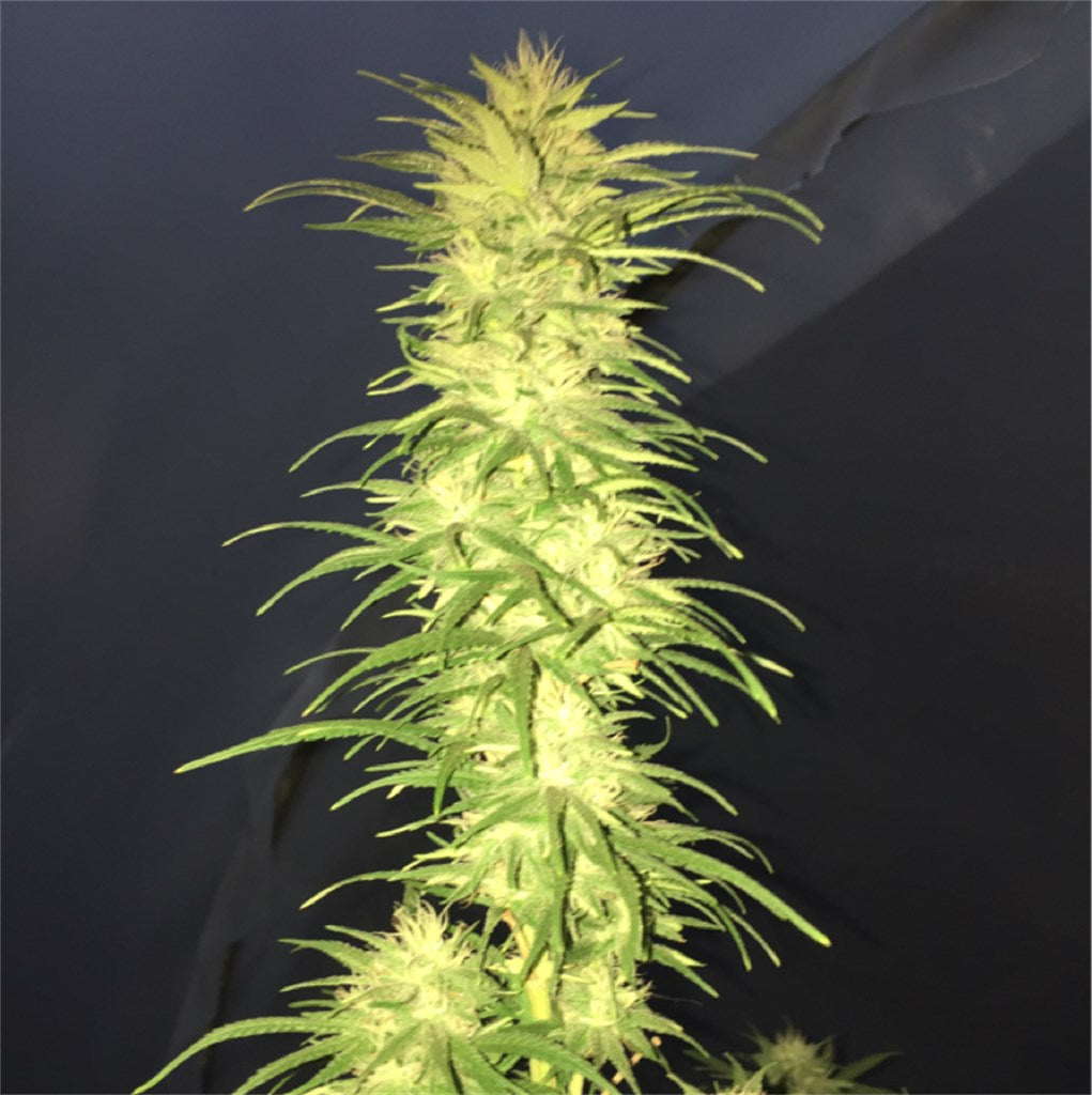 Lucy marijuana strain flower with earthy and woody flavor and relaxed / uplifted effects - Rare Harvest hybrid